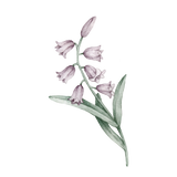 New Secret Garden Prints